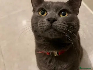 Russian Blue cats Bingo Biy Russia blue 11 months - Advert 1