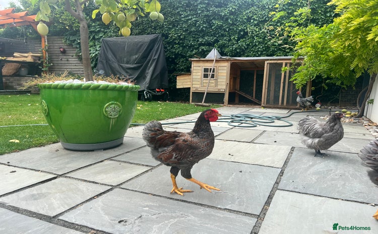 Chickens poultry - Advert 3