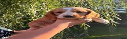 Cocker Spaniel dogs for sale: A gorgeous Spaniel boy  - Advert 1