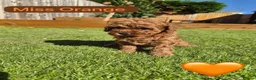 Toy Poodle dogs for sale: 🐾 GORGEOUS RED TOY POODLE GIRLS - Advert 16
