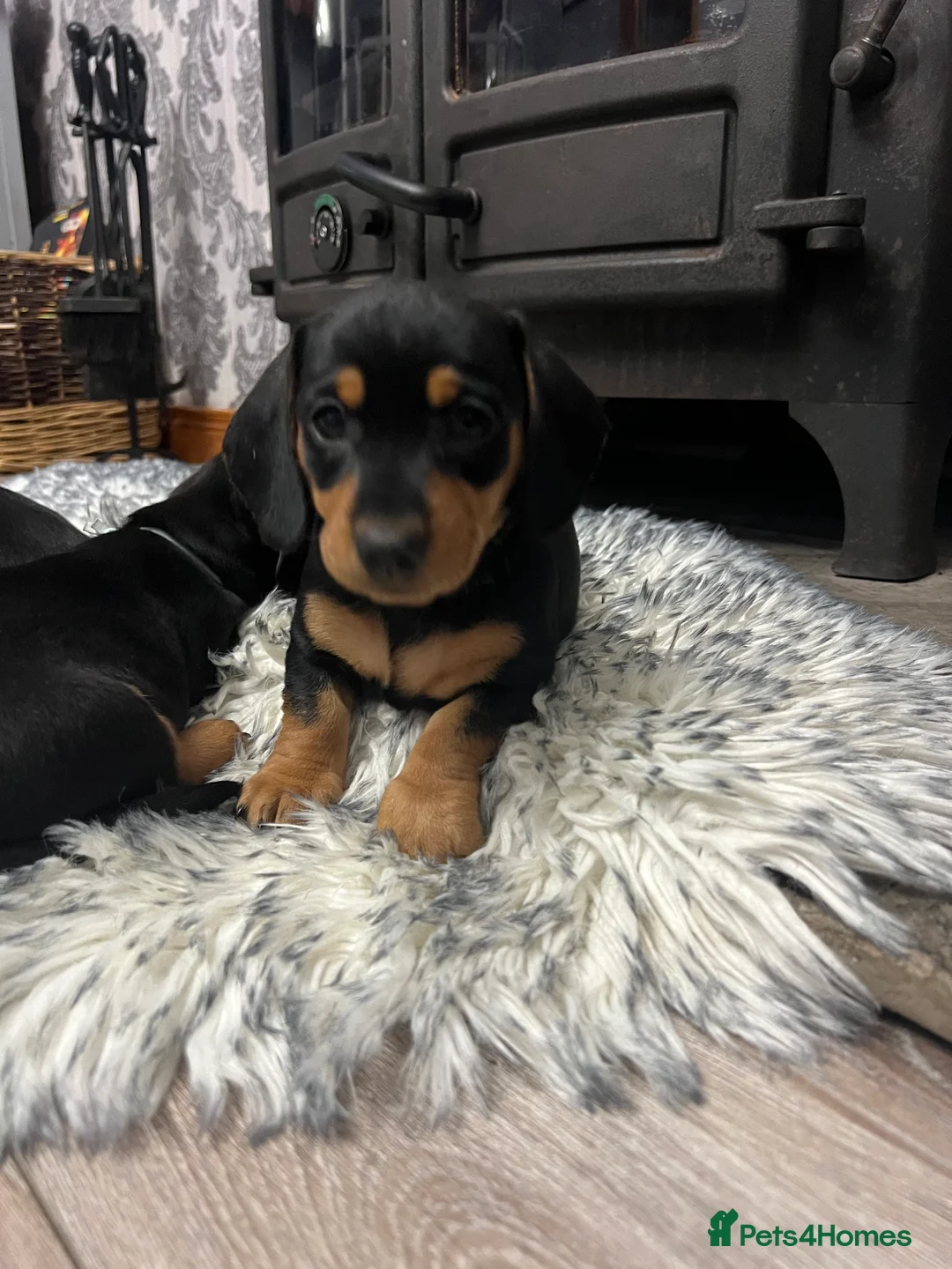 Dachshund dogs for sale: Adorable Dachshund puppies 4 boys 2 girls - Advert 2