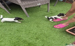 Jack Russell dogs for sale: Jack Russel puppies  - Image 11