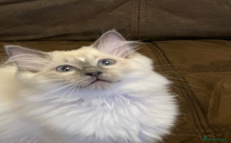 Ragdoll cats - Advert 4