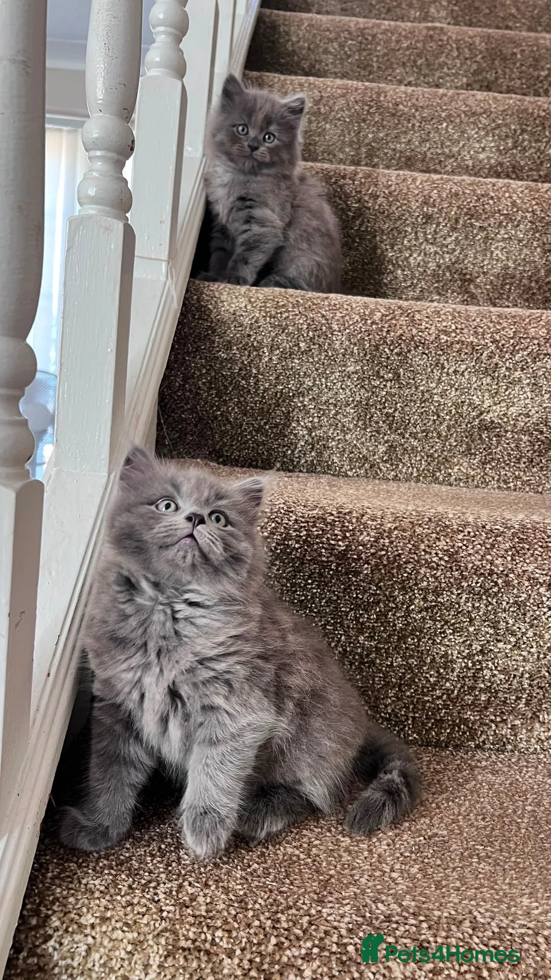 British Shorthair cats for sale: British shorthair kittens  in Birmingham - Advert 2
