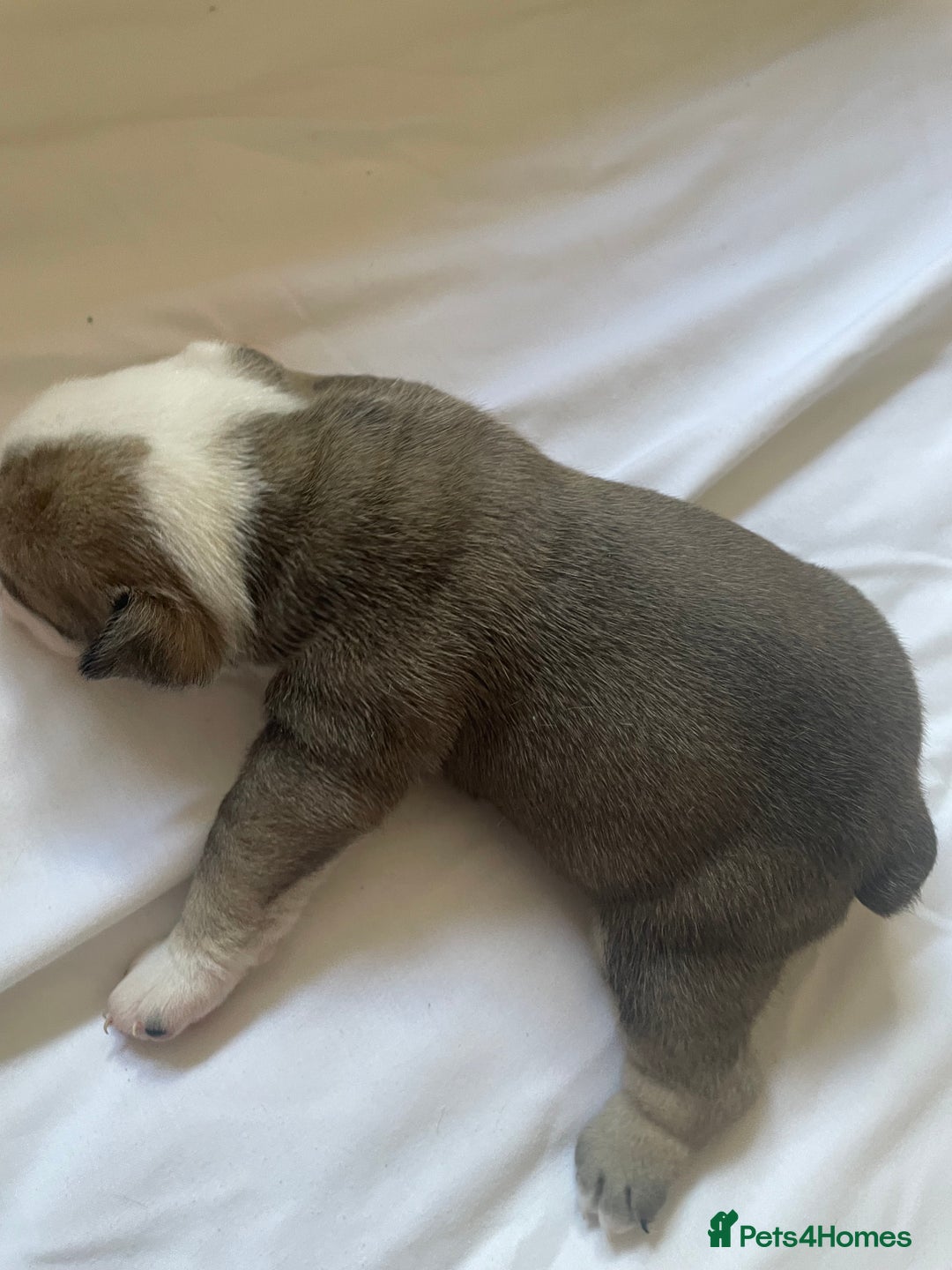 English Bulldog dogs for sale: 4 KC English Bulldog Puppies  - Image 17