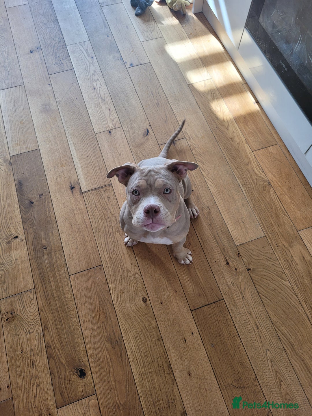 American Bulldog dogs for sale: American pocket bully  - Image 1