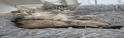 Maine Coon cats for sale: 2 Beautiful Maine Coon Kittens Ready Now  - Advert 7