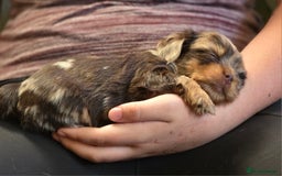Yorkshire Terrier dogs for sale: Chocolate Yorkshire Terrier  - Image 6