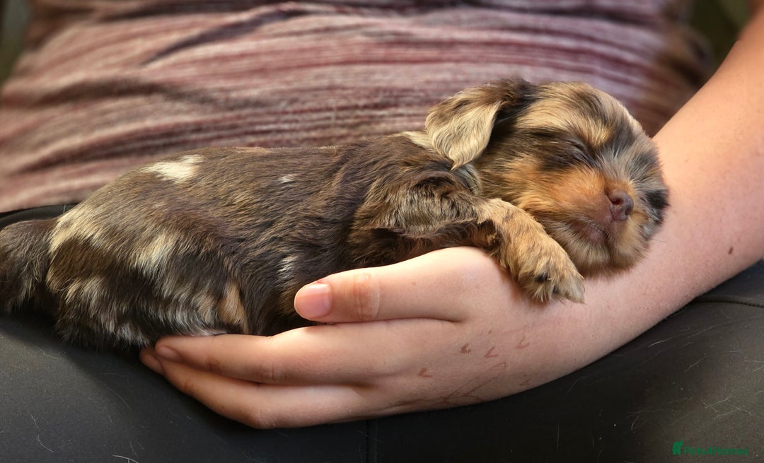 Yorkshire Terrier dogs for sale: Chocolate Yorkshire Terrier  - Image 6