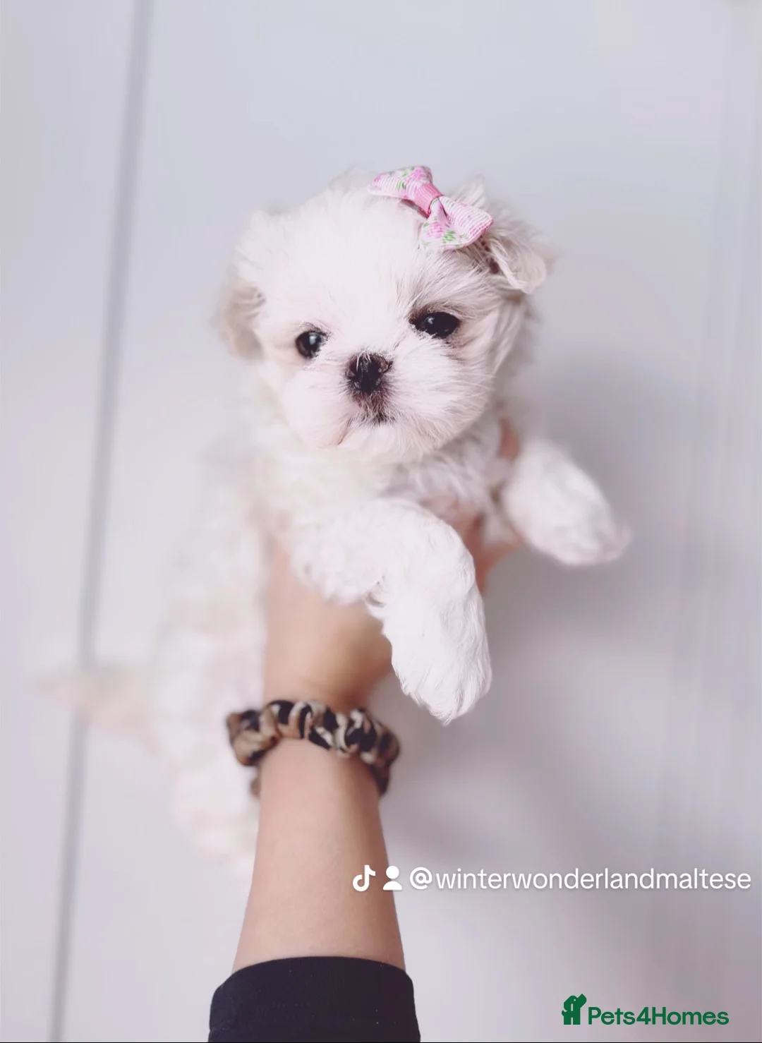 Maltese dogs for sale: 🩵Full Korean Line Maltese Boy🩵 - Advert 13