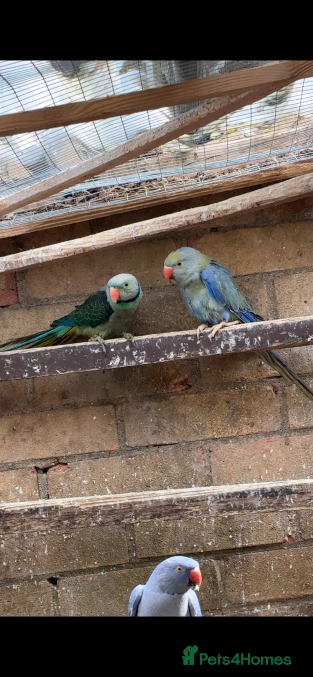 Ringnecks birds for sale: Cute Pair Of Ringnecks - Advert 5