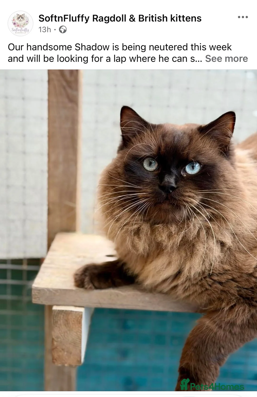Ragdoll cats for sale: TICA registered Cherubim retired male and female - Advert 2