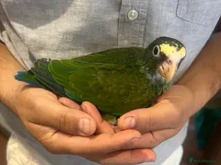 Mixed Breed birds Hand reared baby white caped Pionus - Advert 2