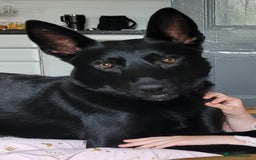 Belgian Shepherd Dog dogs for sale: Belgium malinois for rehoming 16 months - Advert 2