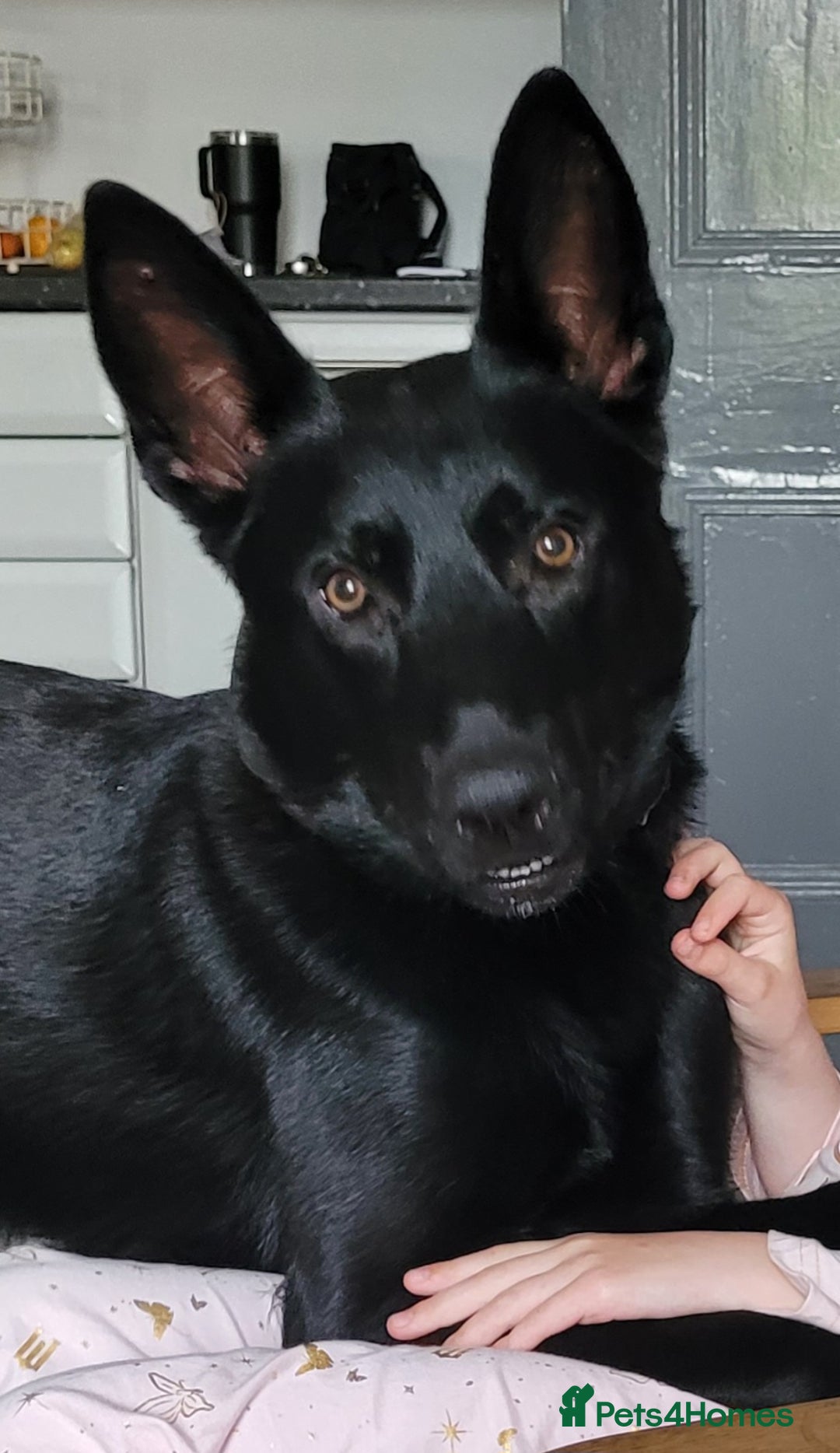 Belgian Shepherd Dog dogs for sale: Belgium malinois for rehoming 16 months - Advert 2