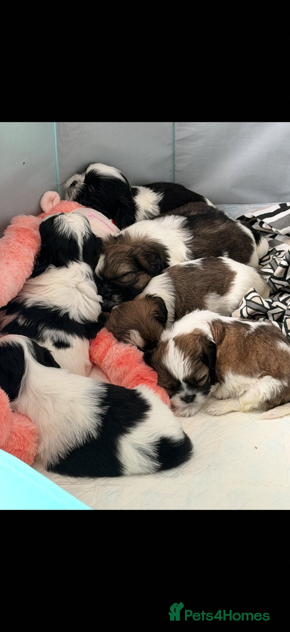 Shih Tzu dogs Shih Tzu puppies for sale  - Advert 8