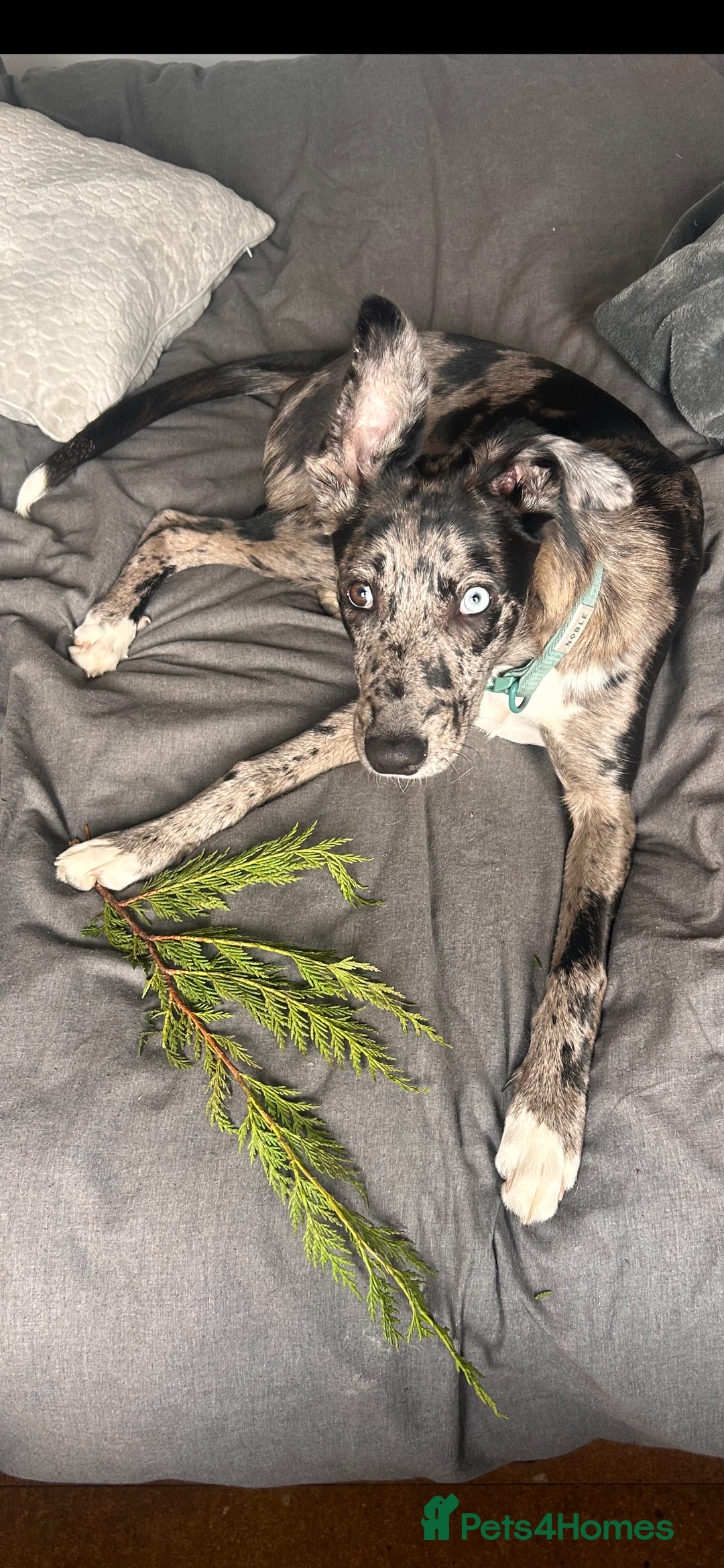 Lurcher dogs for stud: Collie x Whippet Stud  - Image 12