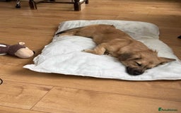 Mixed Breed dogs for adoption: Meet Bambi, currently residing in Bristol - Image 4