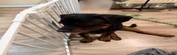 Rottweiler dogs for sale: Rotti cody - Advert 3