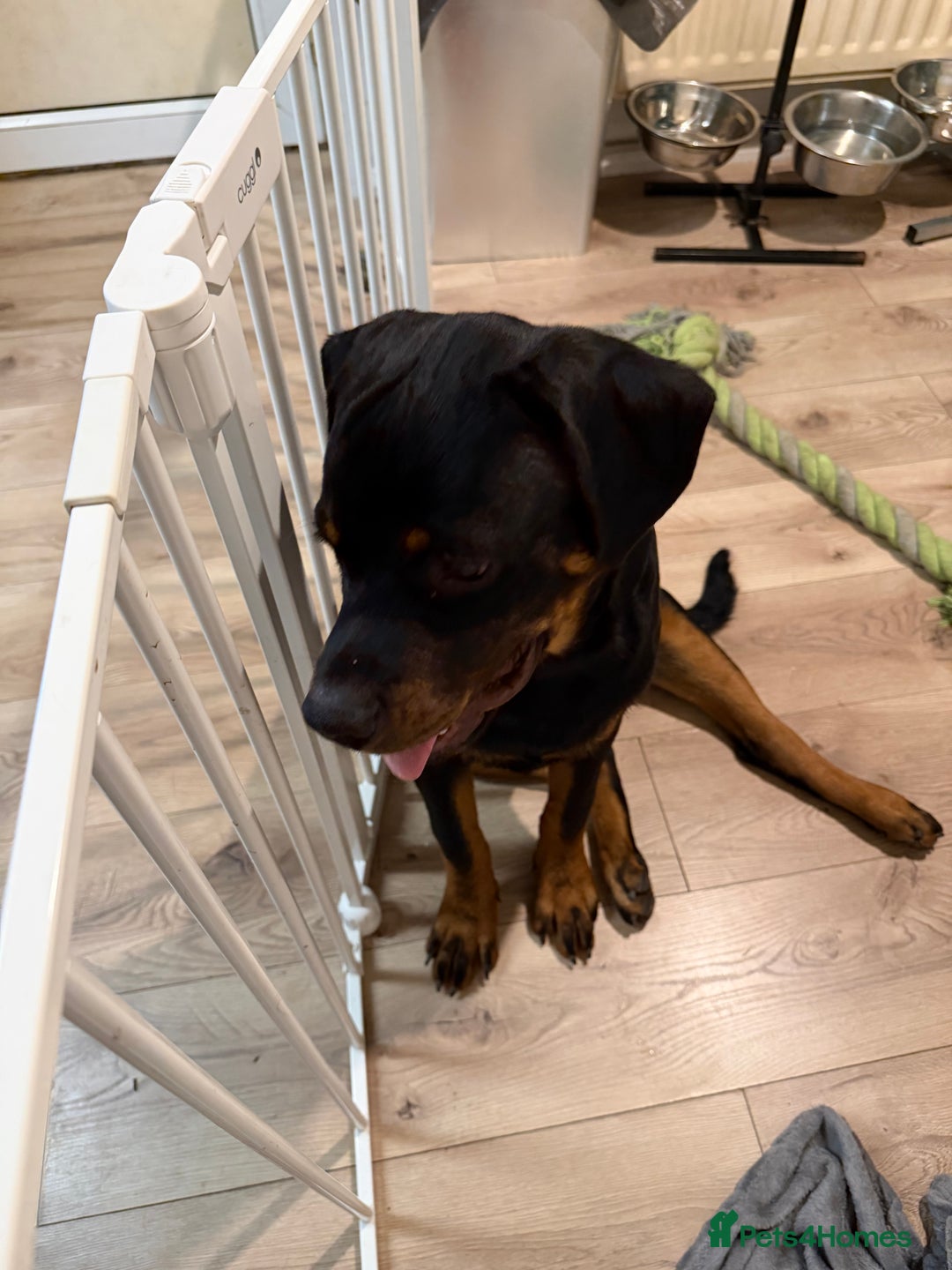 Rottweiler dogs for sale: Rotti cody - Advert 3