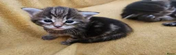 Maine Coon cats for sale: Maine Coon X kittens - Advert 6