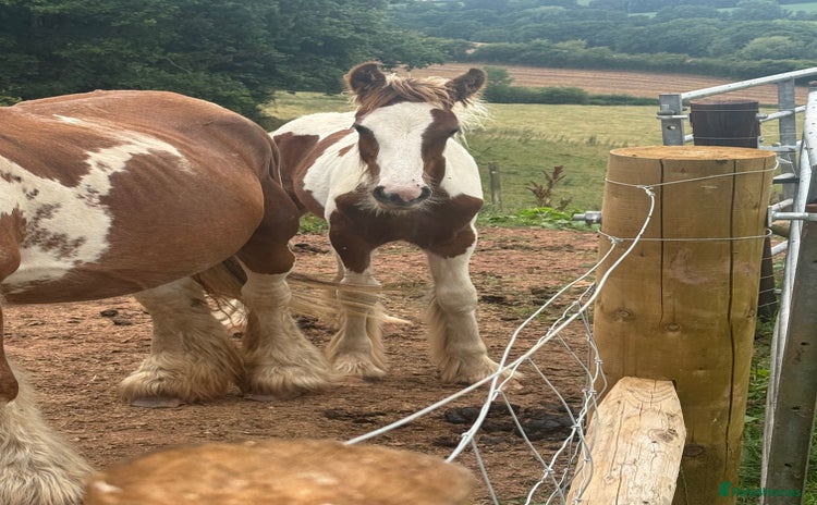 Irish Cob horses - Advert 1