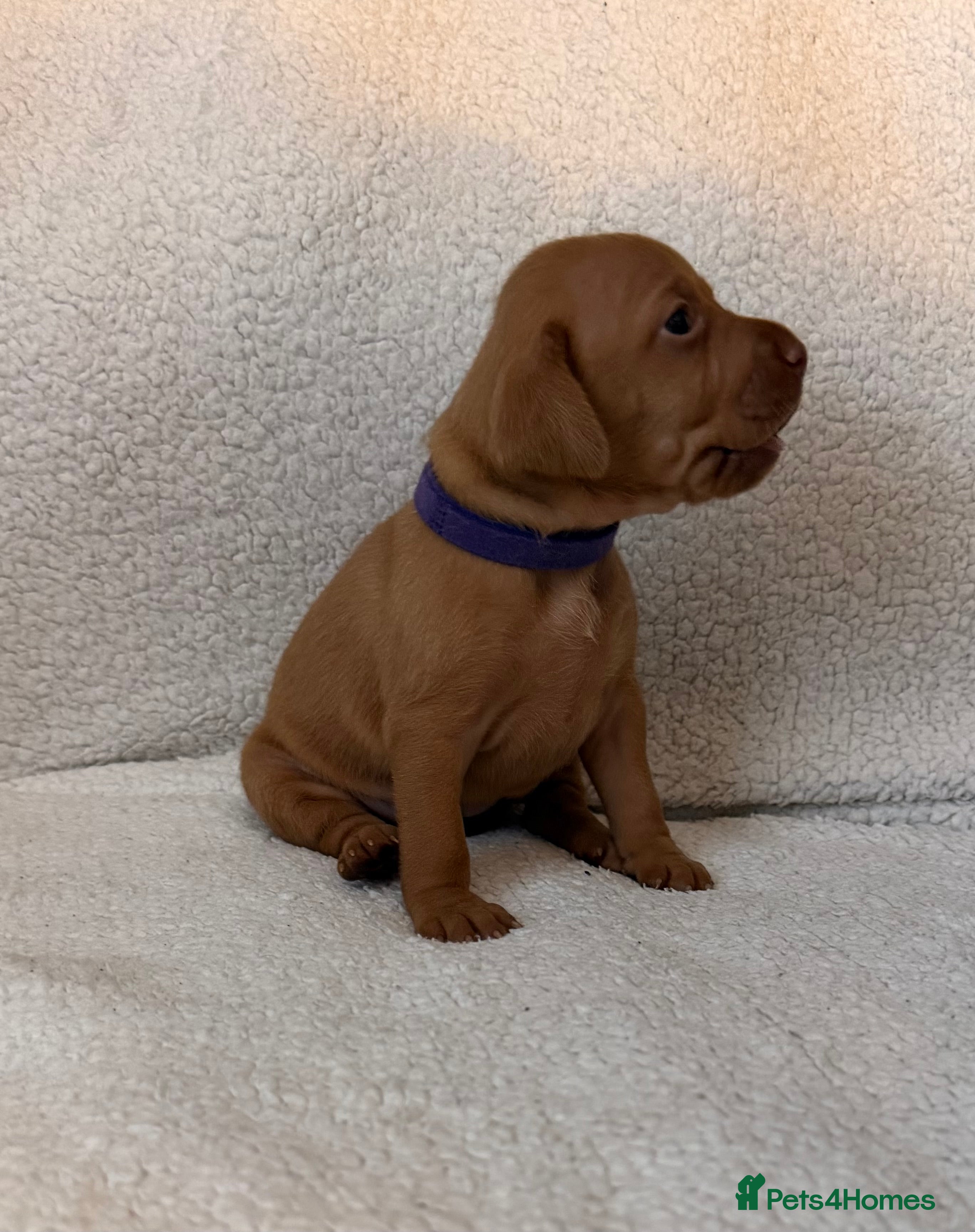 Hungarian Vizsla dogs Stunning Hungarian Vizsla puppies available  - Advert 6