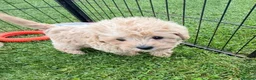 Westiepoo dogs for sale: Toy WESTIE-POO Puppies (West Highland x Toy Poodle - Advert 12