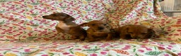 Mixed Breed dogs for sale: Miniature jack russel X Miniature dachshund  - Advert 9