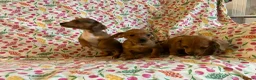 Mixed Breed dogs for sale: Miniature jack russel X Miniature dachshund  - Advert 9