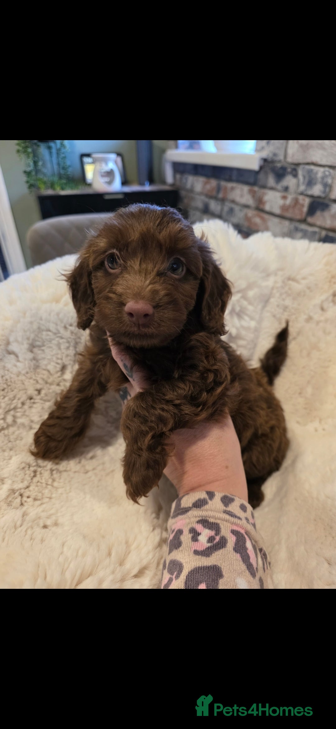 Cockapoo dogs for sale: F1b toy cockapoo puppies ready 3/11/25 - Image 6