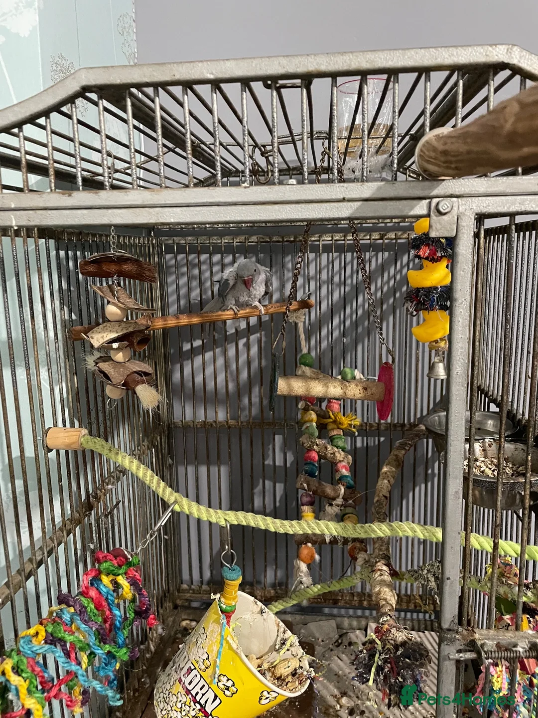 Parrots birds for sale: Indie - Advert 3