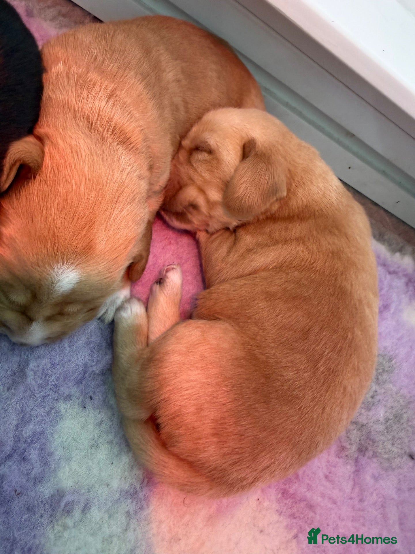 Cockerdor dogs 🐾 9 BEAUTIFUL COCKERDOR PUPPIES FOR SALE 🐾 - Advert 6