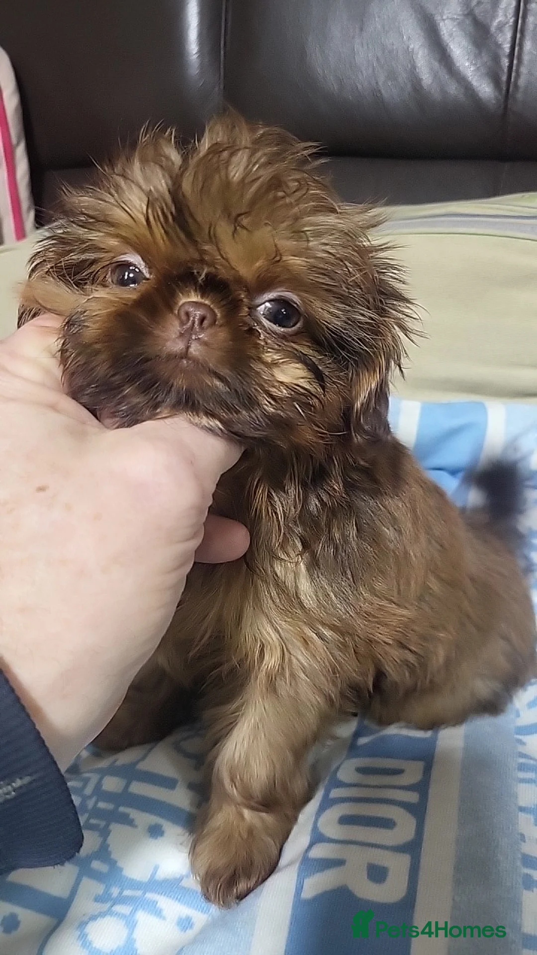 Shih Tzu dogs for sale: shih tzu imperial small girl & boy choc orange  - Advert 8