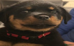 Rottweiler dogs for sale: Chunky Rottweilers for Sale - Image 5