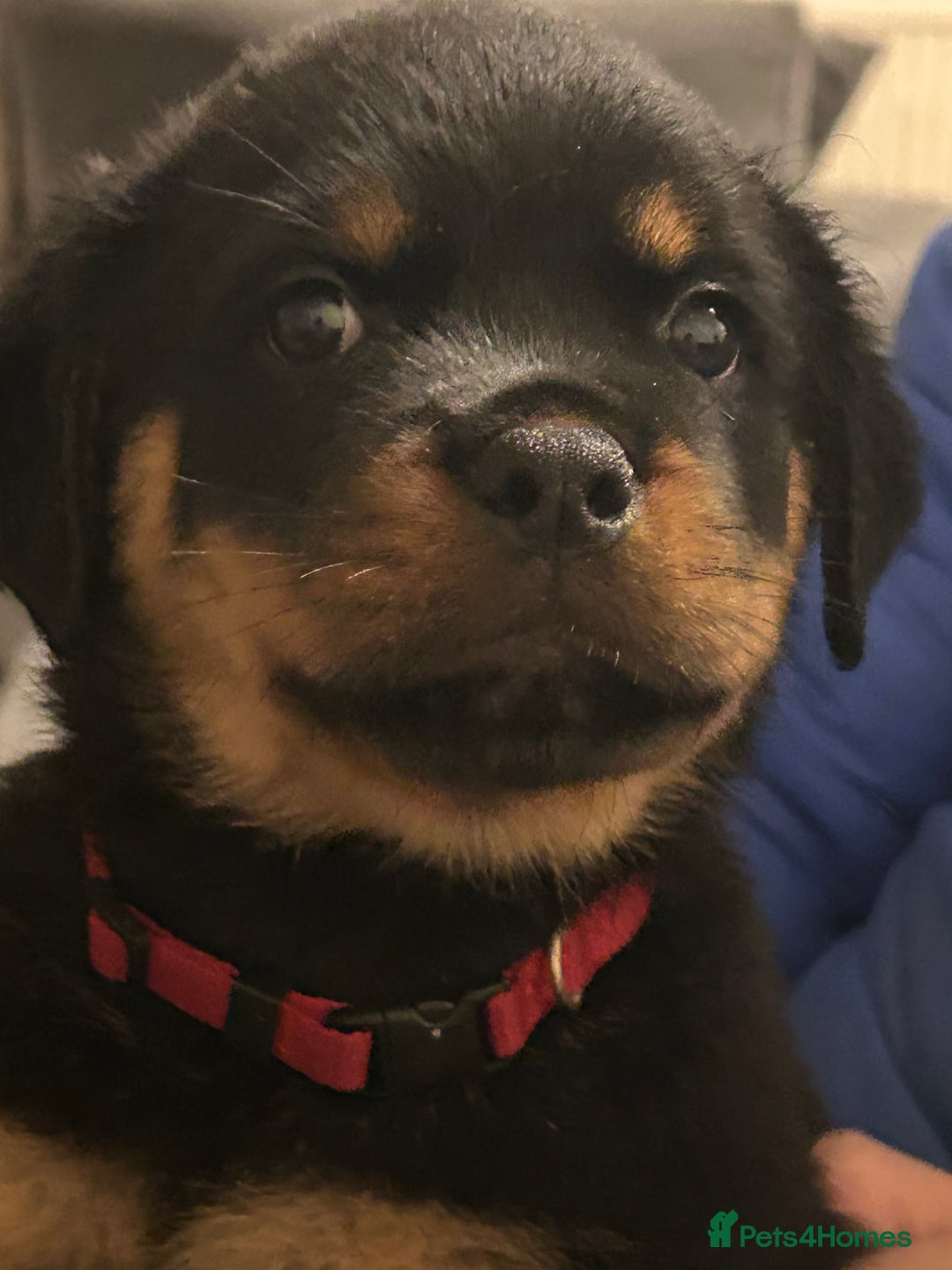 Rottweiler dogs for sale: Chunky Rottweilers for Sale - Image 5