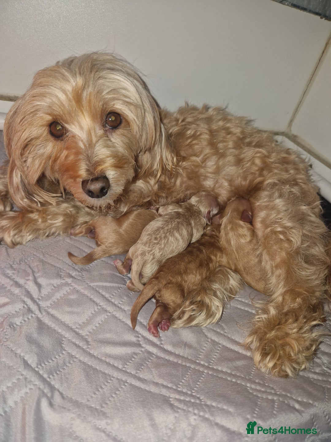 Maltipoo dogs for sale: Beautiful F1B Toy Maltipoos  - Advert 15