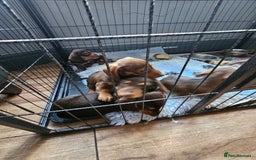 Miniature Dachshund dogs for sale: 4 beautiful wire haired daschunds  - Image 6