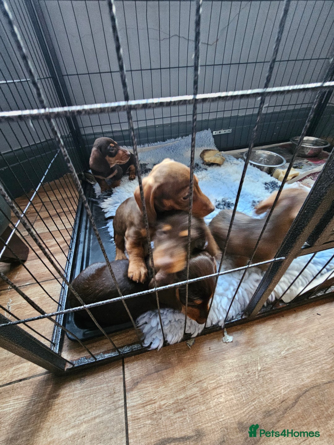 Miniature Dachshund dogs for sale: 4 beautiful wire haired daschunds  - Image 6