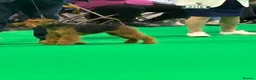 Welsh Terrier dogs for sale: Beautiful Welsh terrier puppy girl - Advert 8