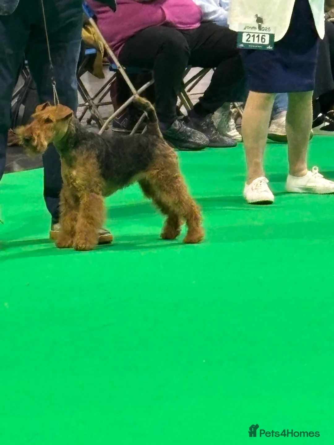 Welsh Terrier dogs for sale: Beautiful Welsh terrier puppy girl - Advert 8