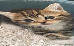 British Longhair cats for sale: British blue cross maincoon  - Image 8