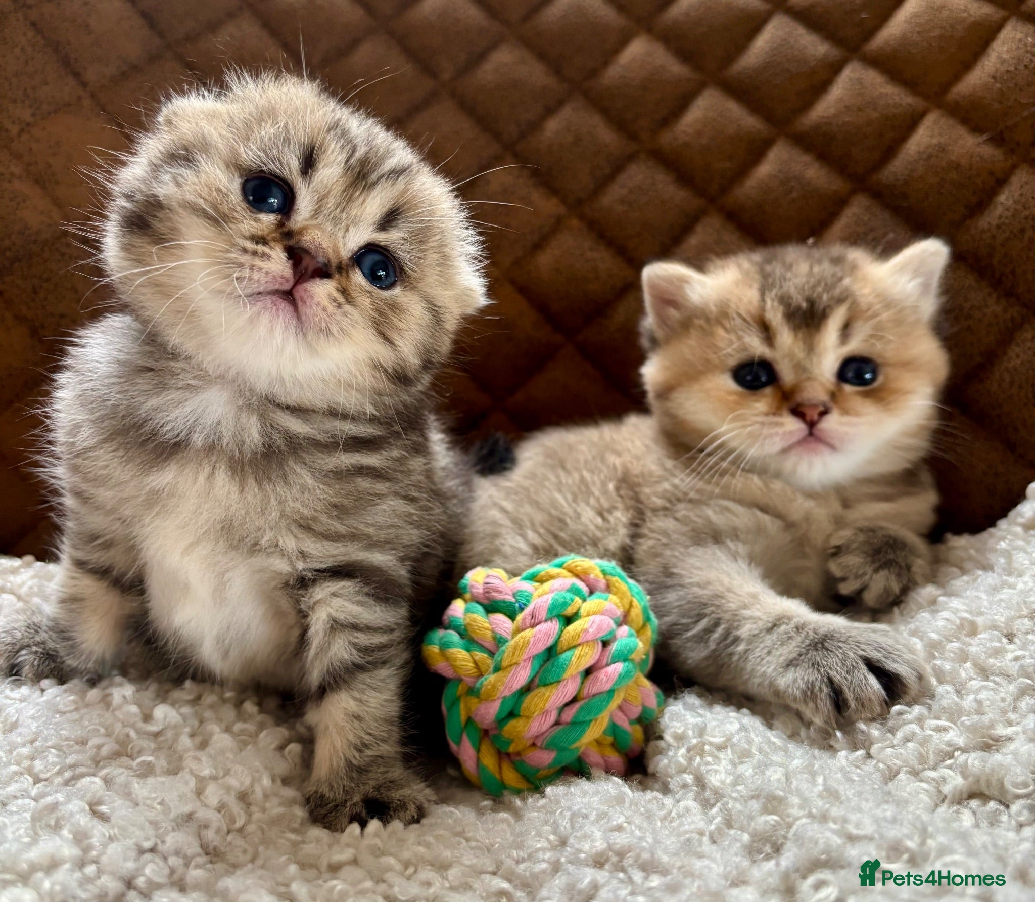 Scottish Fold cats Adorable Pedigree Scotish Fold Kittens  - Advert 2