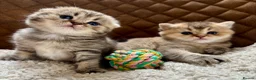 Scottish Fold cats for sale: Adorable Pedigree Scotish Fold Kittens  - Advert 2