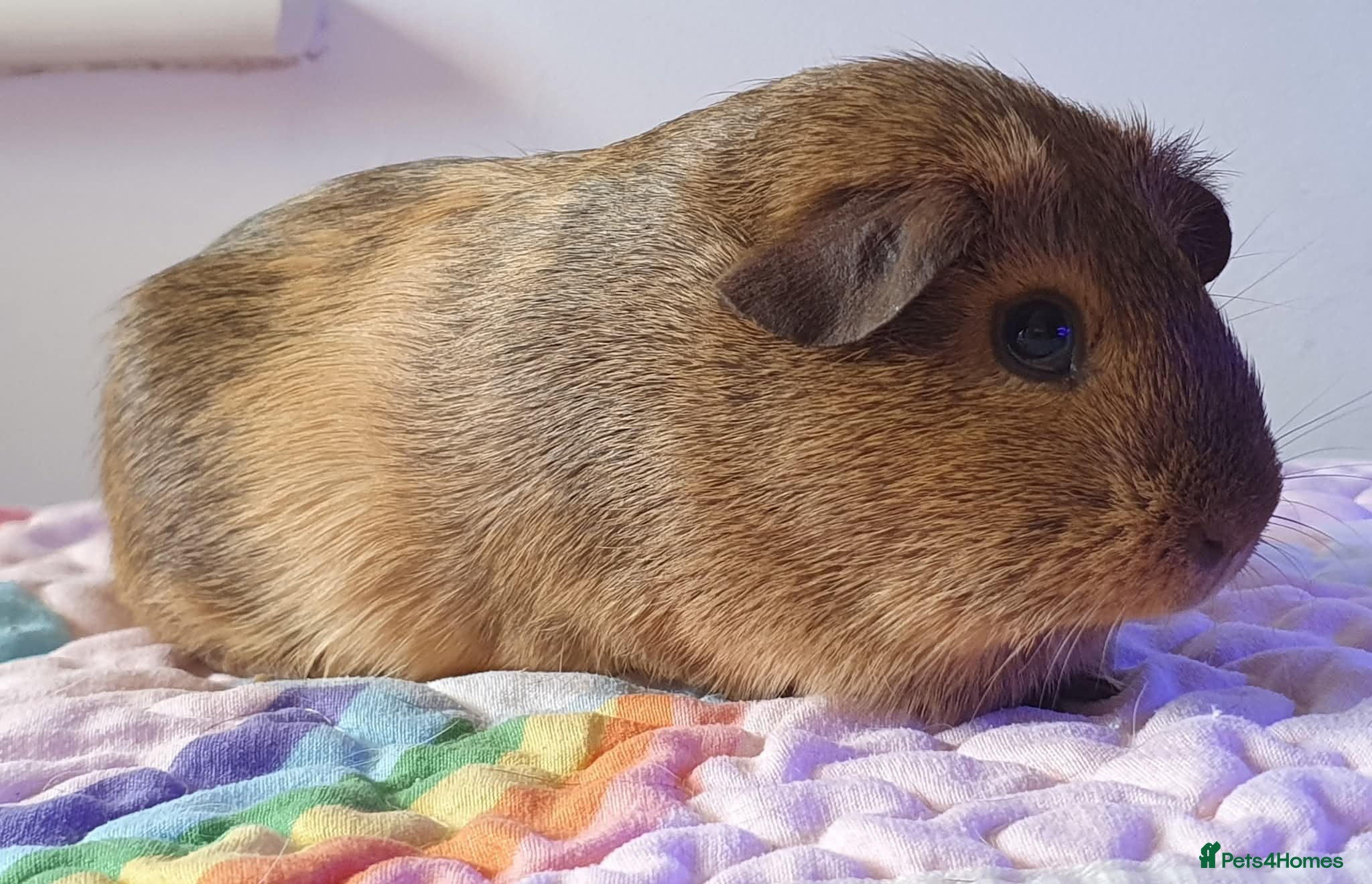 Guinea Pig rodents guinea pigs  - Advert 13