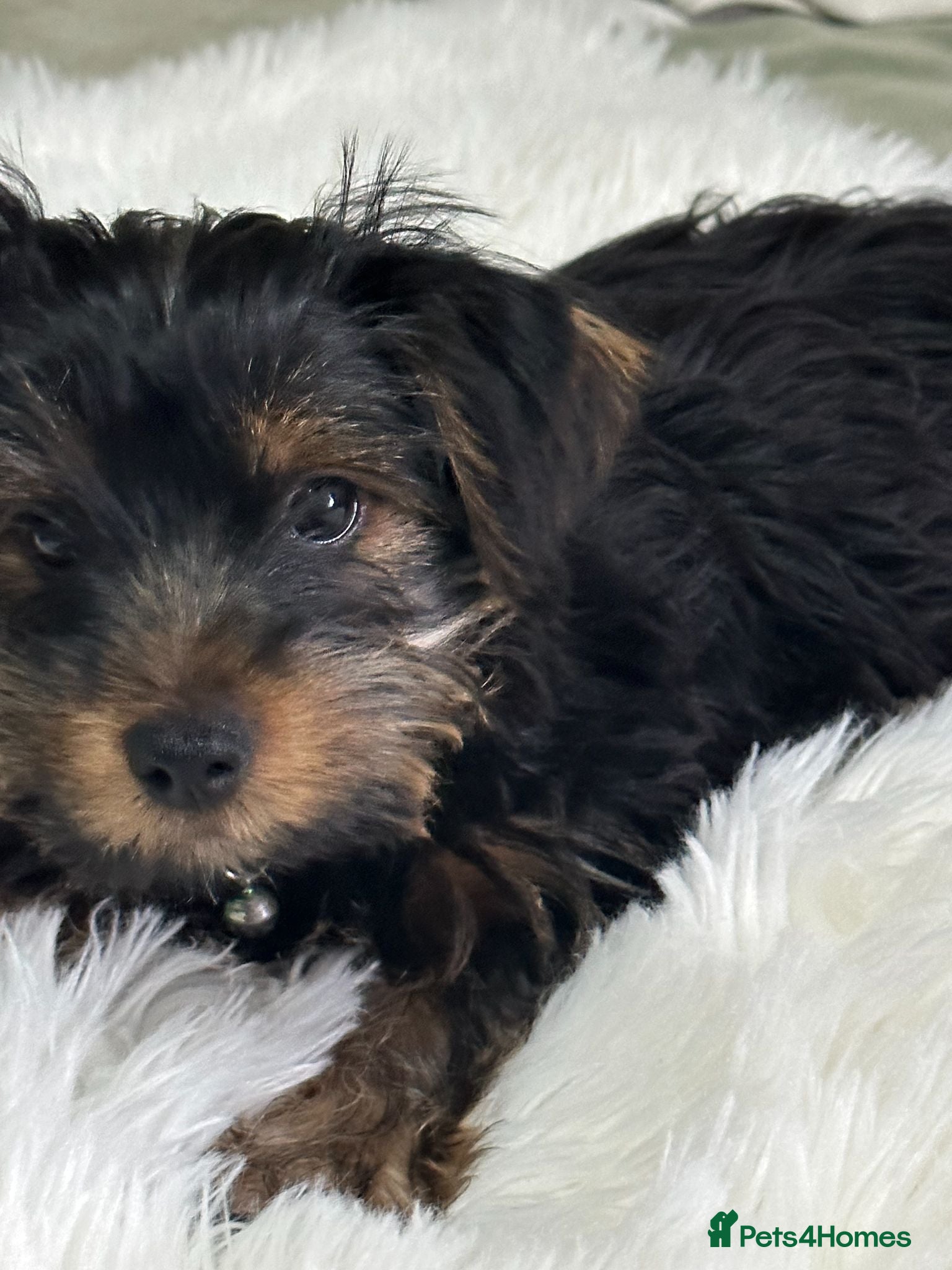 Yorkshire Terrier dogs Adorable Yorkshire Terrier Puppy Ready for Love - Advert 14