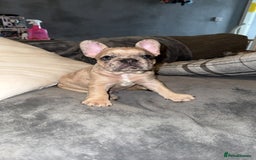 French Bulldog dogs for sale: 2 STUNNING BOY FRENCHIES LEFT…. REDUCED READY NOW in Stoke-on-Trent - Image 23