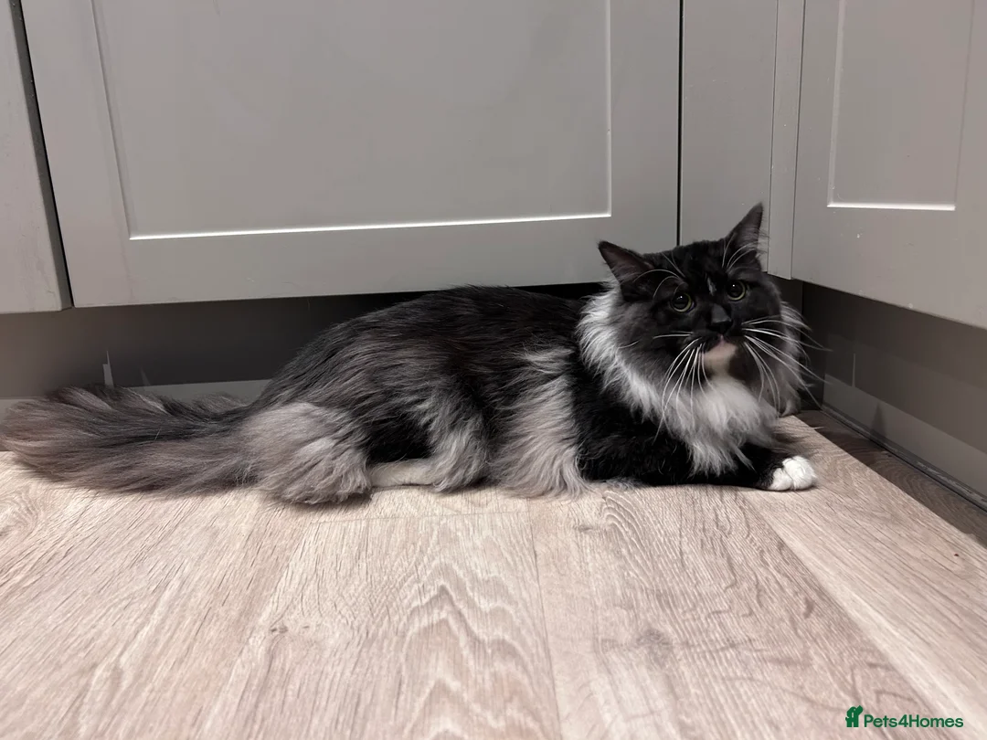 Maine Coon cats for sale: mainecoon x norwegian forest cat  - Advert 2