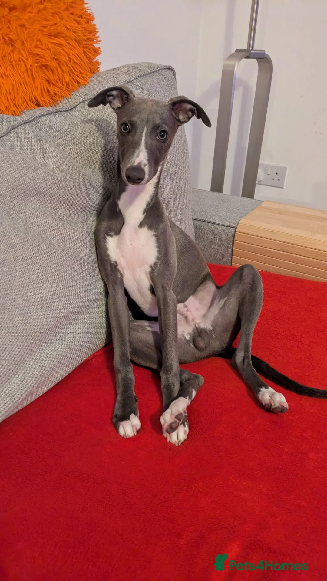 Whippet dogs for stud: Handsome Blue Whippet Available at Stud in Andover - Advert 2