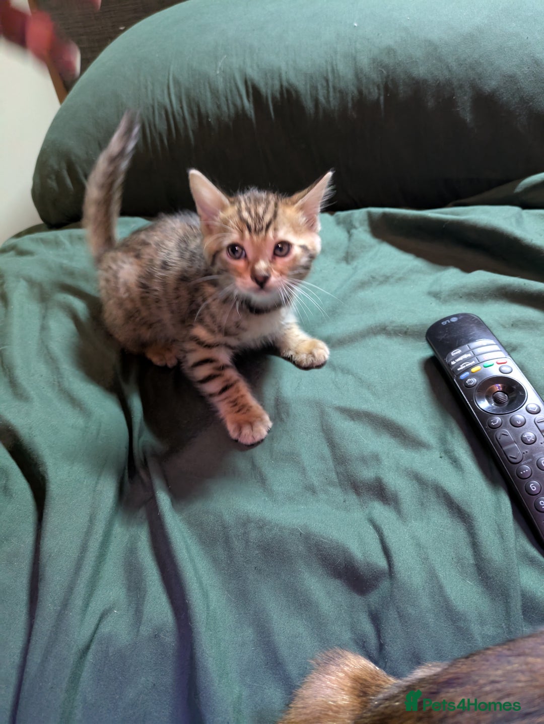 Mixed Breed cats for sale: Have two male and 2 female kittens   - Image 15